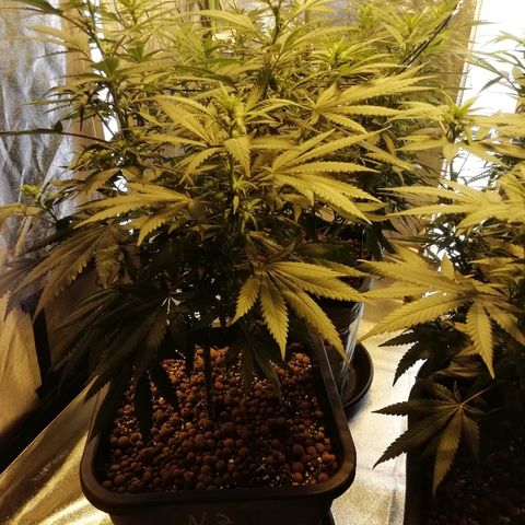 Gorilla#3 growlog photo: Fotoo