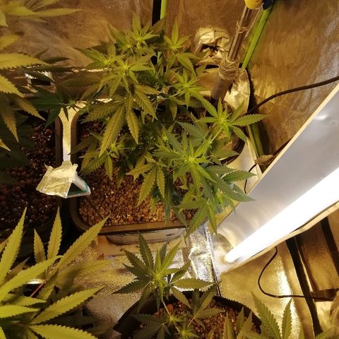 Gorilla#3 growlog photo: Fotoo
