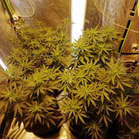Gorilla#3 growlog photo: Fotoo