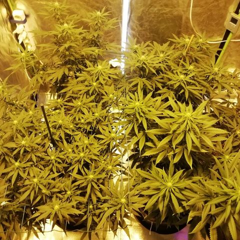 Gorilla#3 growlog timeline photo