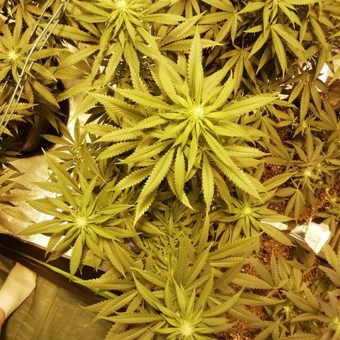 Gorilla#3 growlog timeline photo