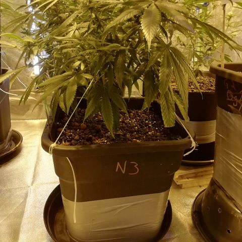 Gorilla#3 growlog timeline photo
