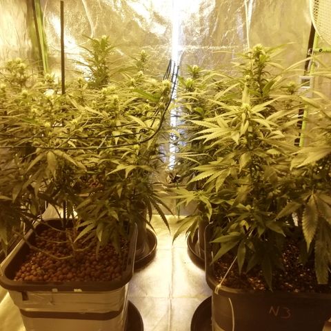 Gorilla#3 growlog timeline photo