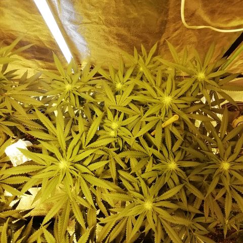 Gorilla#3 growlog timeline photo