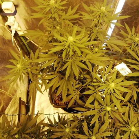 Gorilla#3 growlog timeline photo
