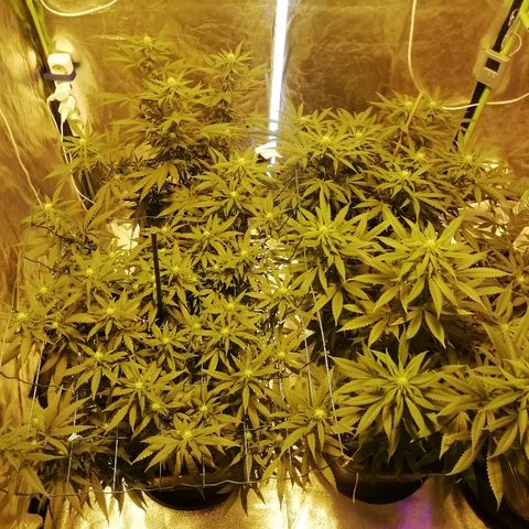 Gorilla#3 growlog timeline photo