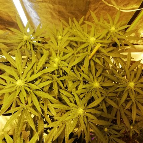 Gorilla#3 growlog timeline photo