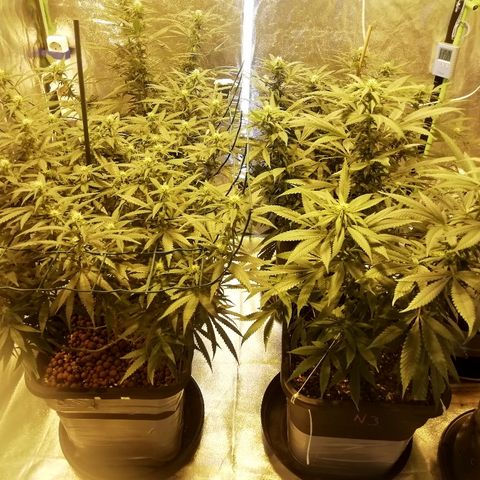 Gorilla#3 growlog timeline photo