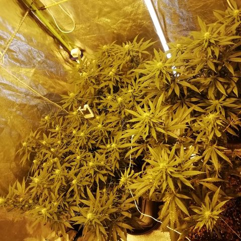 Gorilla#3 growlog photo: Yleiskuvaa teltasta