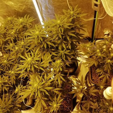 Gorilla#3 growlog photo: Yleiskuvaa teltasta