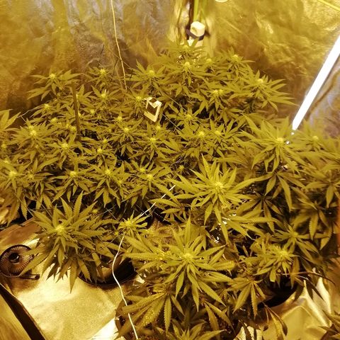 Gorilla#3 growlog photo: Yleiskuvaa teltasta