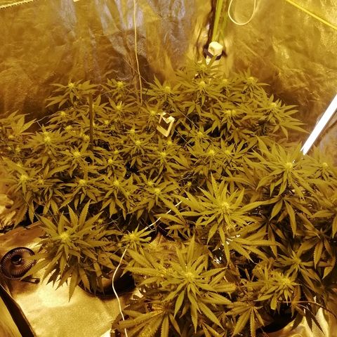 Gorilla#3 growlog photo: Yleiskuvaa teltasta