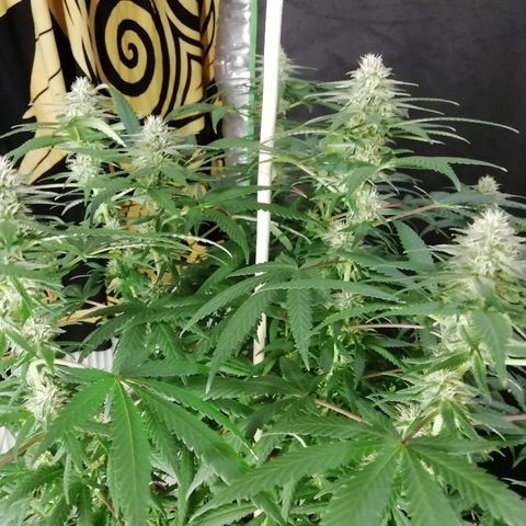 Gorilla#3 growlog photo: Kohta alkaa 5vko kk👍