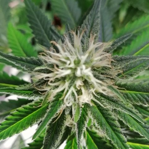 Gorilla#3 growlog photo: Kohta alkaa 5vko kk👍