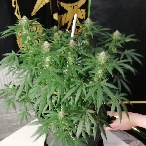 Gorilla#3 growlog photo: Kohta alkaa 5vko kk👍