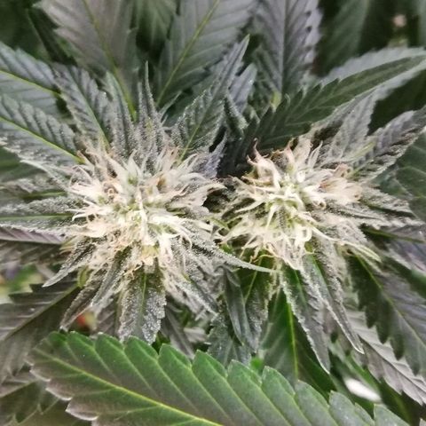 Gorilla#3 growlog photo: Kohta alkaa 5vko kk👍