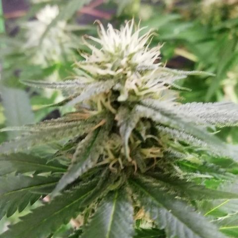 Gorilla#3 growlog photo: Kohta alkaa 5vko kk👍