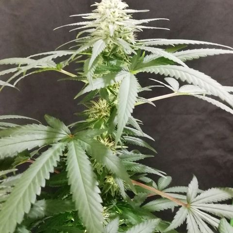 Gorilla#3 growlog photo: Kohta alkaa 5vko kk👍