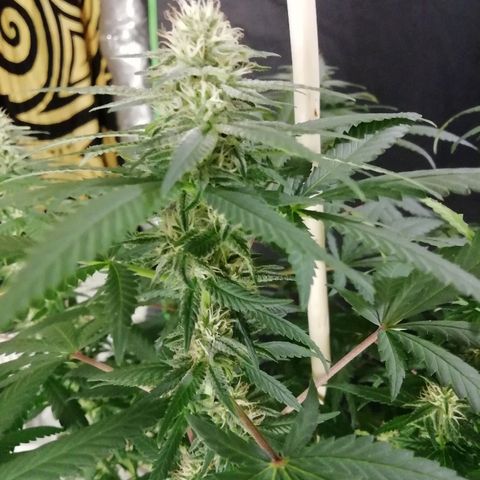 Gorilla#3 growlog photo: Kohta alkaa 5vko kk👍