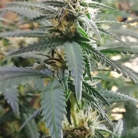 Gorilla#3 growlog photo: Kohta alkaa 5vko kk👍