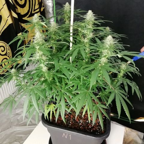 Gorilla#3 growlog photo: Kohta alkaa 5vko kk👍