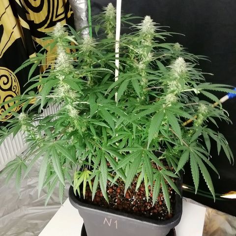 Gorilla#3 growlog photo: Kohta alkaa 5vko kk👍