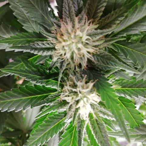 Gorilla#3 growlog photo: Pamput senkun turpoo👍