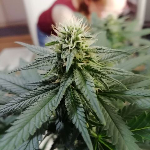 Gorilla#3 growlog photo: Pamput senkun turpoo👍
