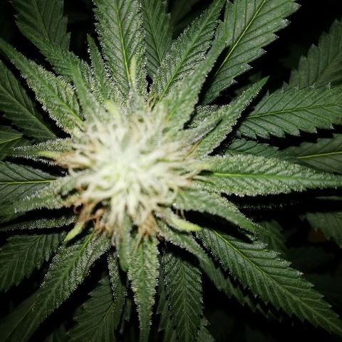 Gorilla#3 growlog photo: Pamput senkun turpoo👍