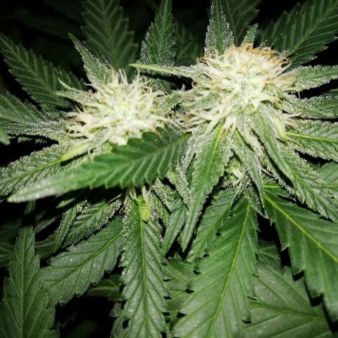 Gorilla#3 growlog photo: Pamput senkun turpoo👍
