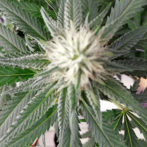 Gorilla#3 growlog photo: Pamput senkun turpoo👍