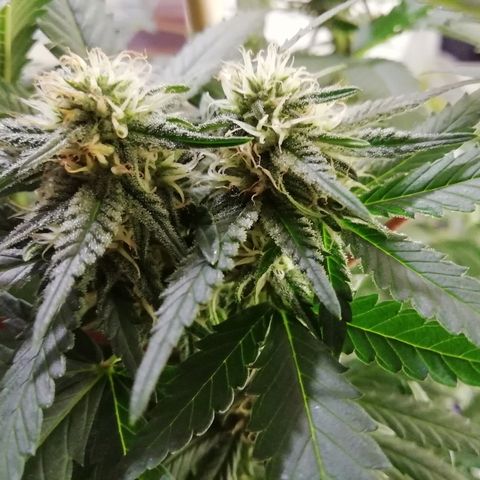 Gorilla#3 growlog photo: Pamput senkun turpoo👍