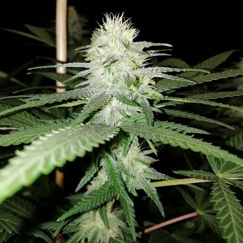 Gorilla#3 growlog photo: Pamput senkun turpoo👍