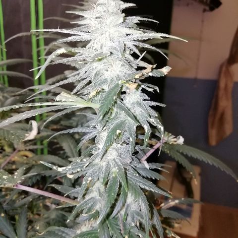 Gorilla#3 growlog photo: Kohta alkaa 6s vko kk. 
