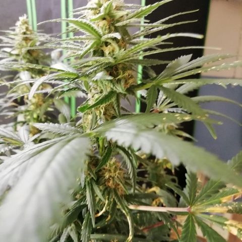 Gorilla#3 growlog photo: Kohta alkaa 6s vko kk. 