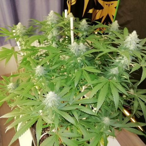 Gorilla#3 growlog photo: Kohta alkaa 6s vko kk. 