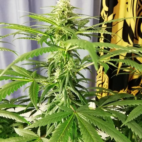 Gorilla#3 growlog photo: Kohta alkaa 6s vko kk. 