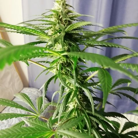 Gorilla#3 growlog photo: Kohta alkaa 6s vko kk. 