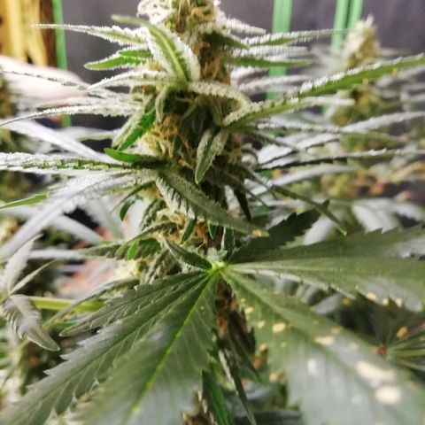 Gorilla#3 growlog photo: Kohta alkaa 6s vko kk. 