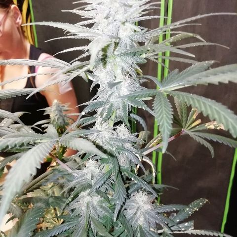 Gorilla#3 growlog photo: Kohta alkaa 6s vko kk. 
