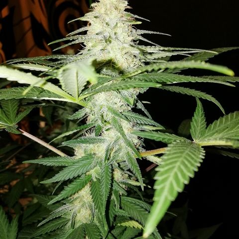 Gorilla#3 growlog photo: Kohta alkaa 6s vko kk. 