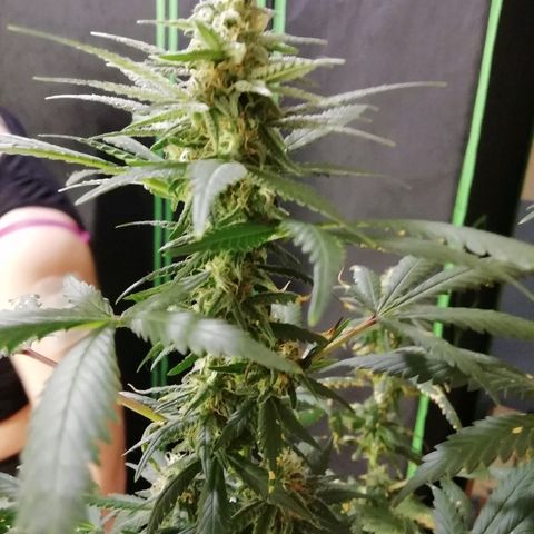 Gorilla#3 growlog photo: Kohta alkaa 6s vko kk. 