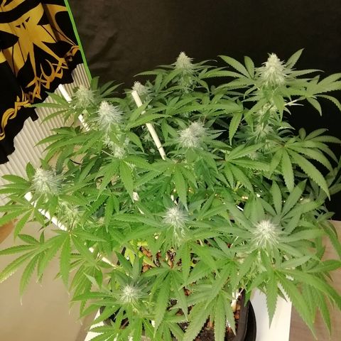 Gorilla#3 growlog photo: Kohta alkaa 6s vko kk. 