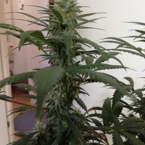 Gorilla#3 growlog photo: Pamppu-kuvia 5nen vkon loppupuolelta. 