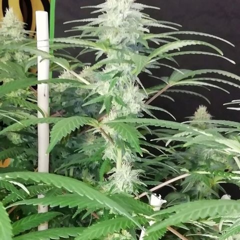 Gorilla#3 growlog photo: Pamppu-kuvia 5nen vkon loppupuolelta. 