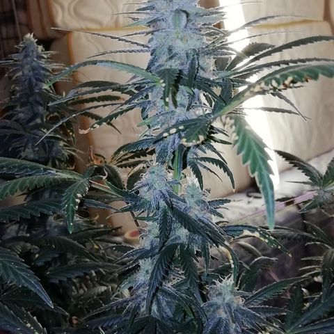 Gorilla#3 growlog photo: Pamppu-kuvia 5nen vkon loppupuolelta. 