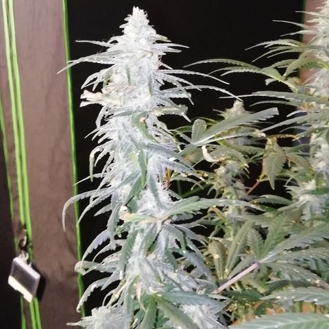 Gorilla#3 growlog photo: Pamppu-kuvia 5nen vkon loppupuolelta. 