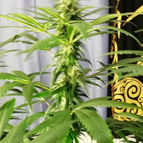 Gorilla#3 growlog photo: Pamppu-kuvia 5nen vkon loppupuolelta. 