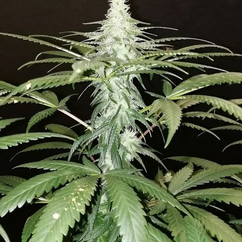 Gorilla#3 growlog photo: Pamppu-kuvia 5nen vkon loppupuolelta. 