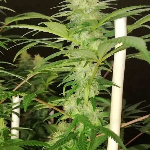 Gorilla#3 growlog photo: Pamppu-kuvia 5nen vkon loppupuolelta. 